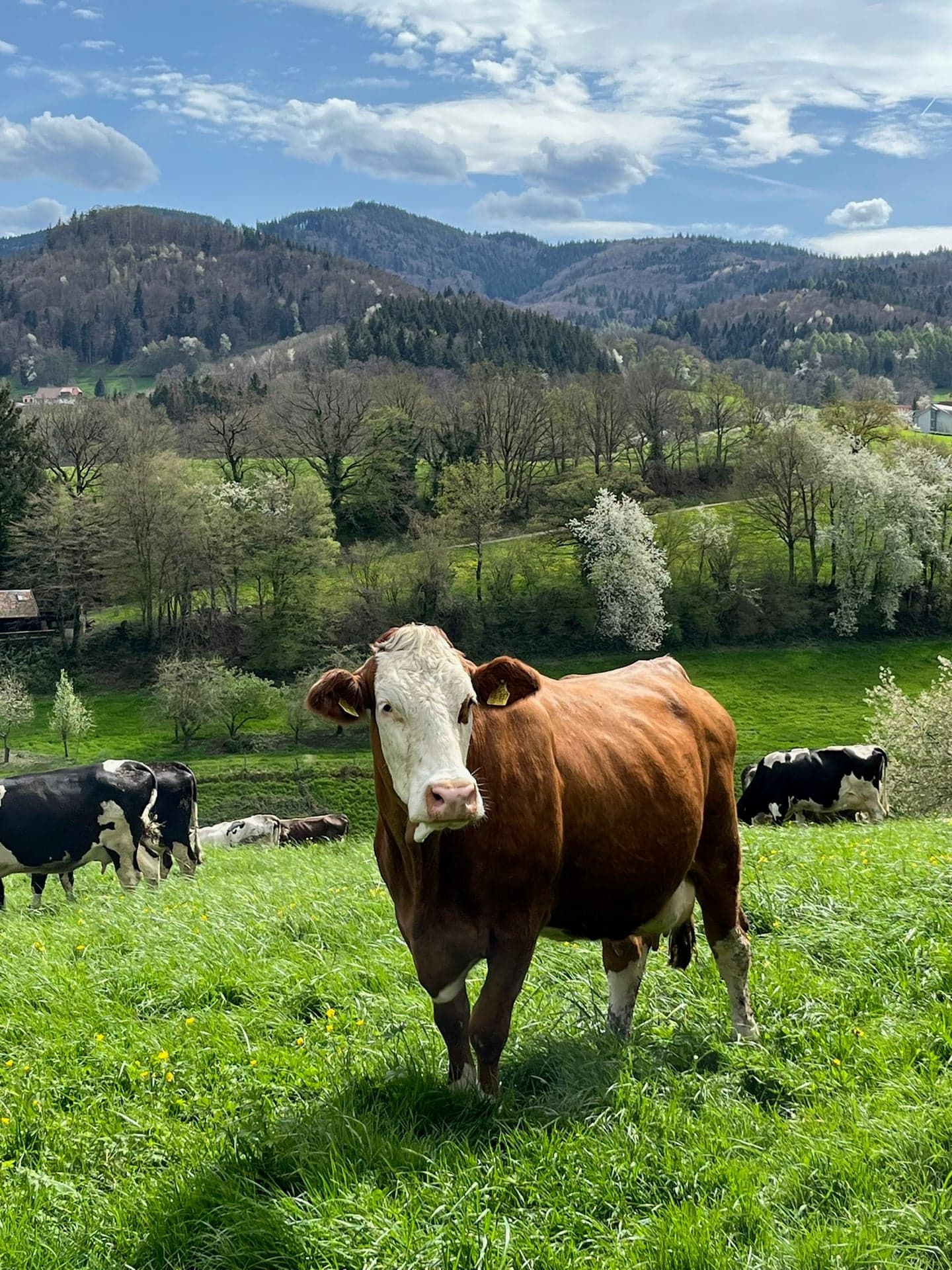 Unsere Kühe